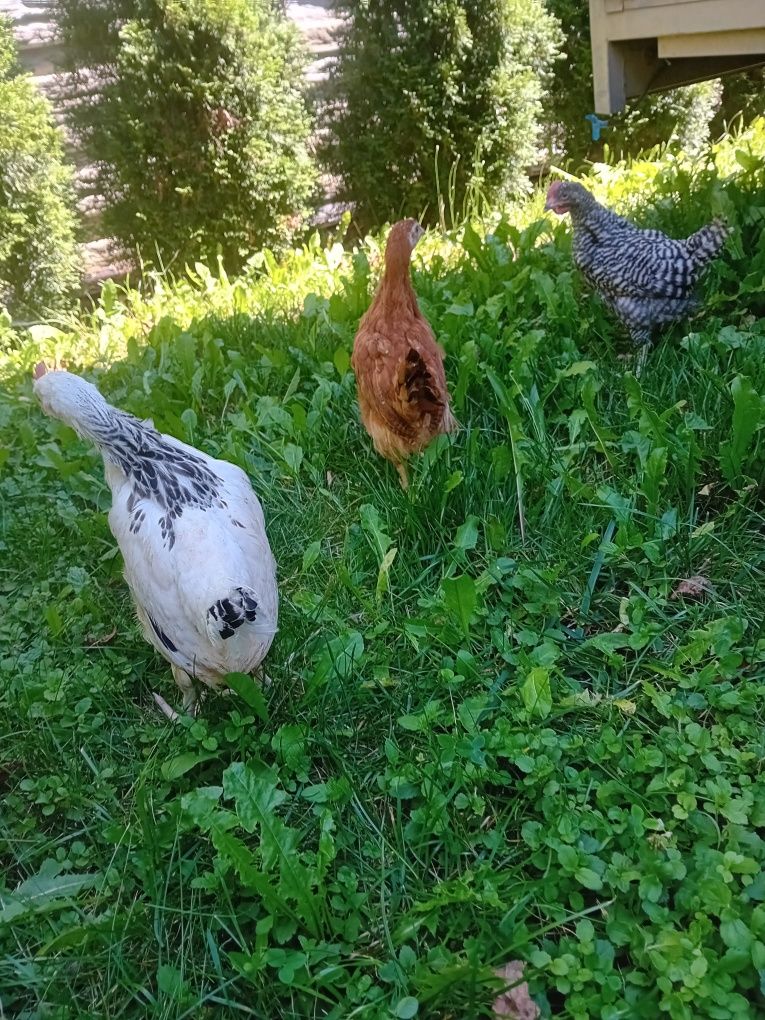 Jajka wiejskie jajka jaja wiejskie jaja naturalne ekologiczne wiejskie