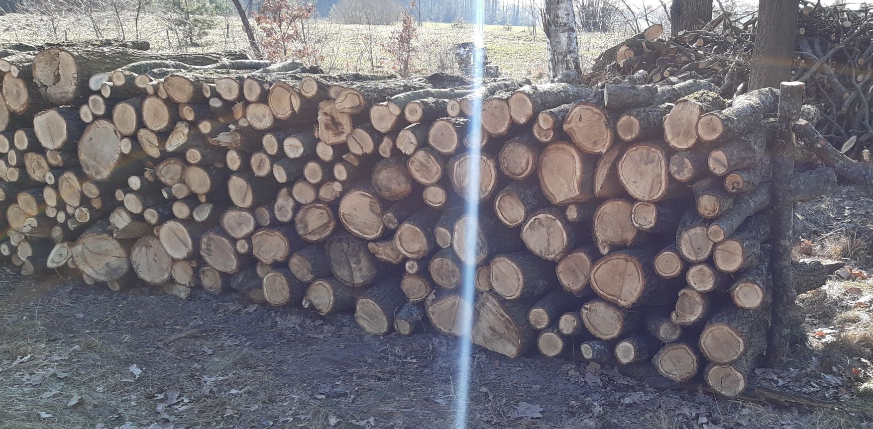 Dąb Kłody Metry i w Stogu