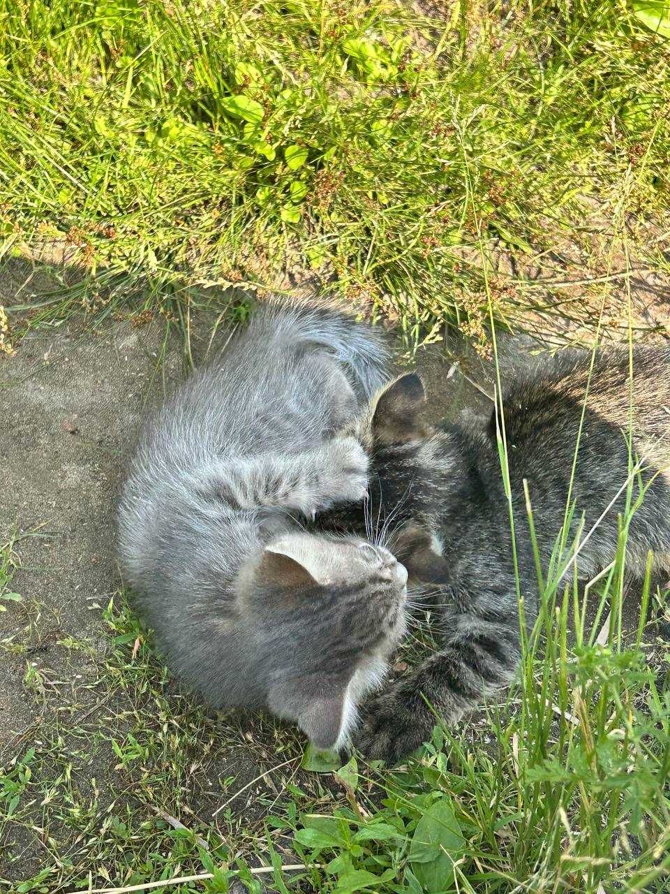 Отдам котят бесплатно (мальчик и девочка)