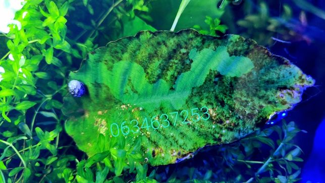 Теодоксус Хелена улитка ракушка чистка аквариума против водорослей