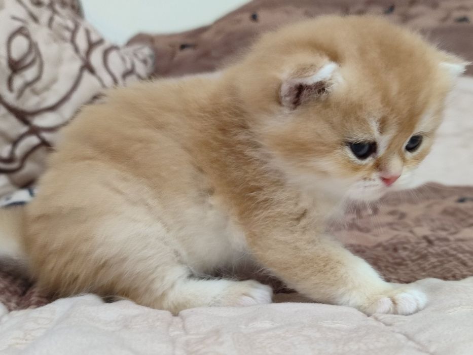 В'язка котів (кіт запрошує на зустріч)