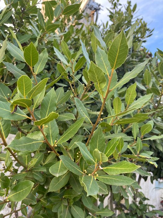 Folhas de Loureiro para secagem