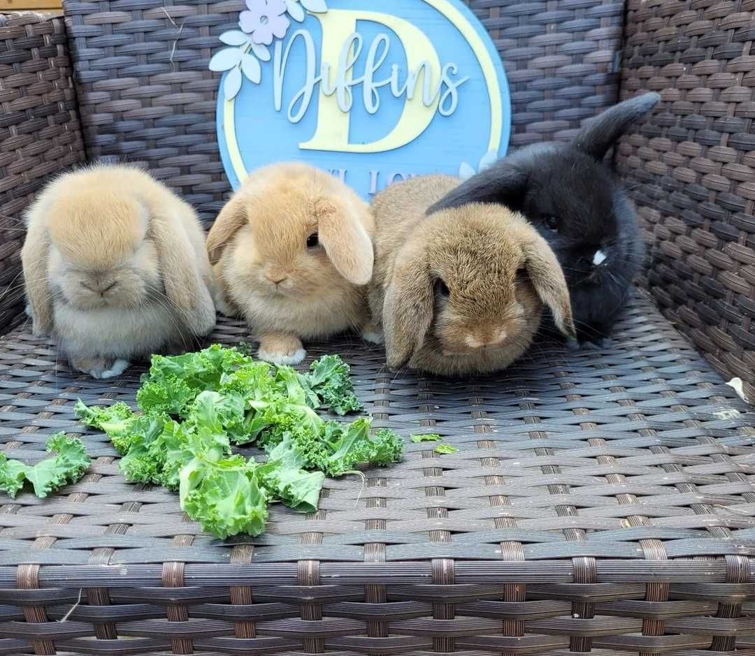 KIT Coelhos anões orelhudos, mini lop lindíssimos e super inteligentes