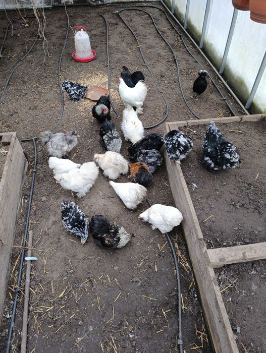 Kurczaki karzełek kochin, kochin miniaturowy