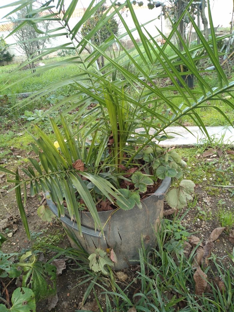Palmeira de jardim