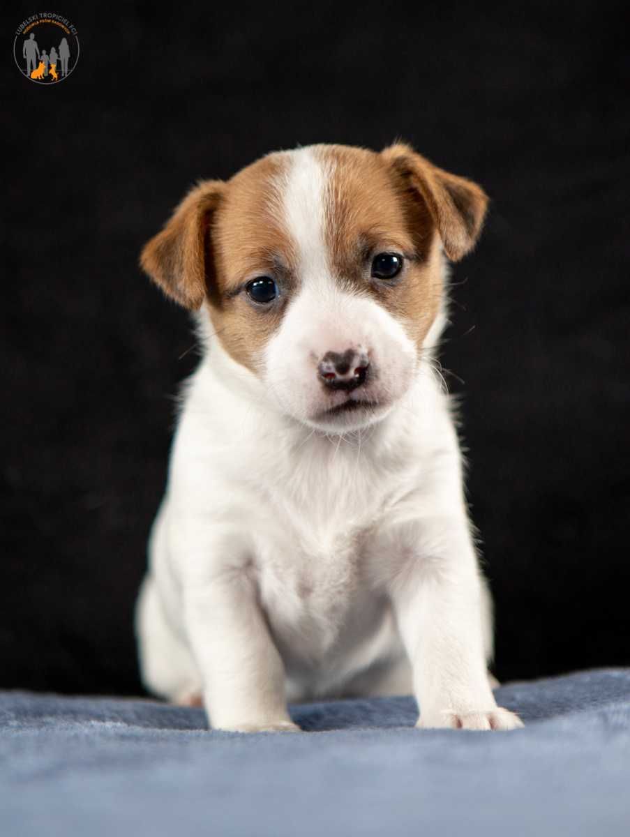 Jack Russell Terrier ZKwP FCI