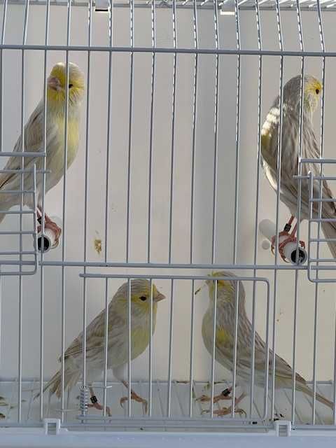 canários - varias raças de canários