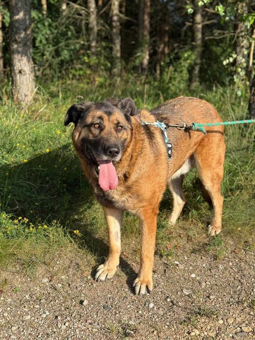 duży psiak do adopcji
