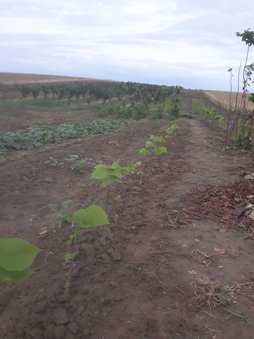 Ozdobne lipy miododajne dostepne wiele odmian  kwitna nawet w sierpniu