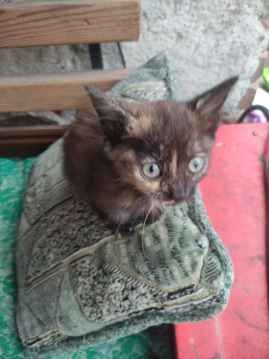 Котенята чекають люблячих господарів!