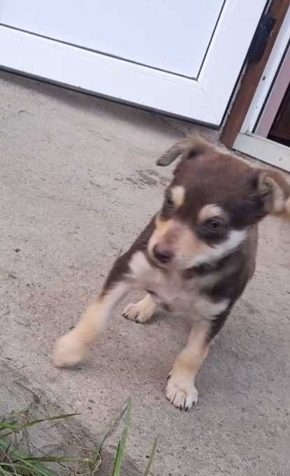 Цуценя, вік 4 -4,5 місяці