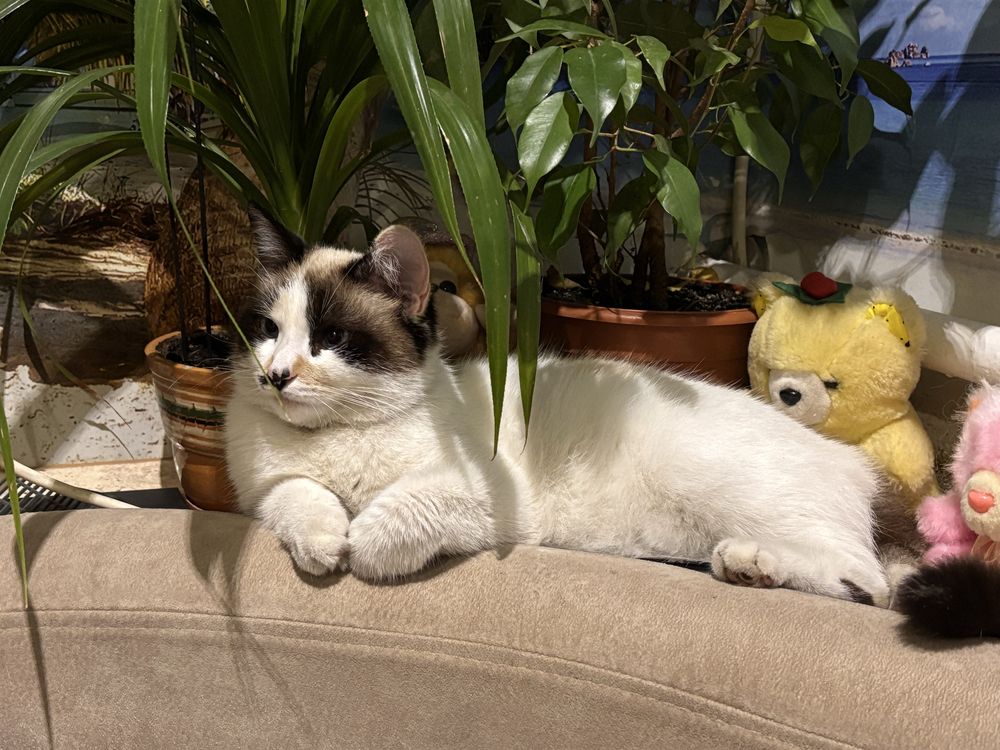 Котята тайской кошки отдаём даром