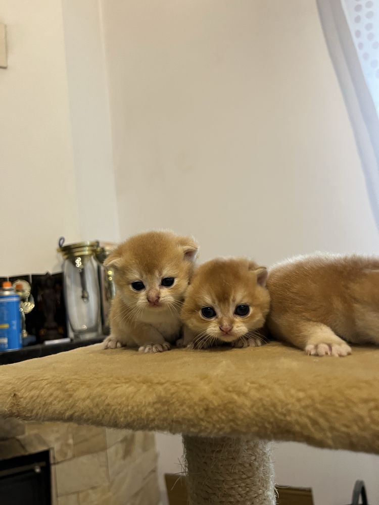 Кошенята британьскі золоті шиншилли