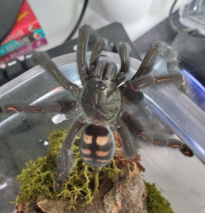 Psalmopoeus Irminia samica ~4dc z pojemnikiem