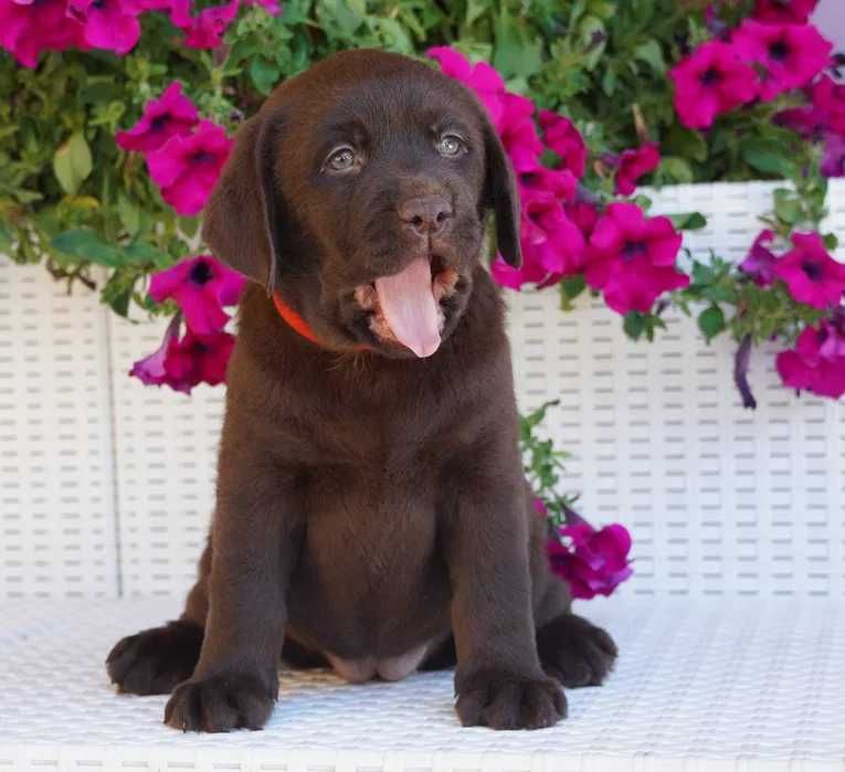 Labrador chocolate