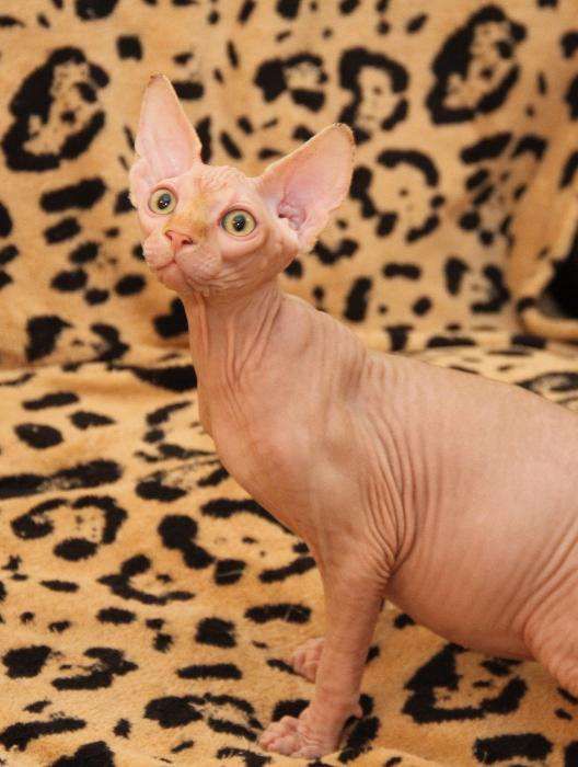 Голубоглазые котята