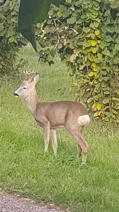 Orzechy laskowe TANIO 3kg z ekologicznego miejsca