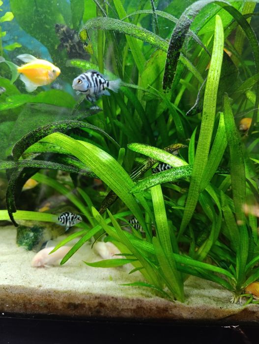 Сапфіровий папуга