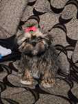 Sprzedam pieska shih tzu