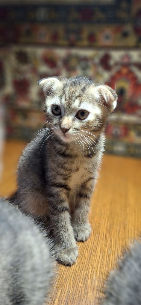 Кошенята безкоштовно в добрі руки.