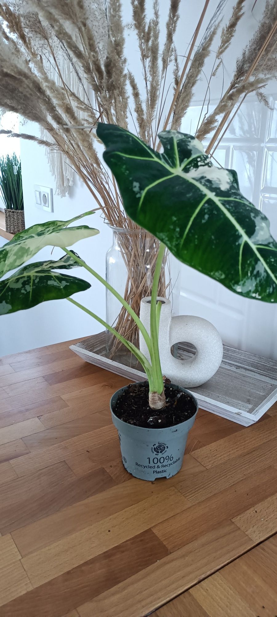 Alokazja Fryderyk Variegata