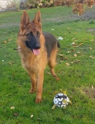 Owczarek Niemiecki FCI