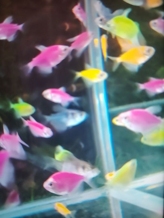 Żałobniczka kolorowa