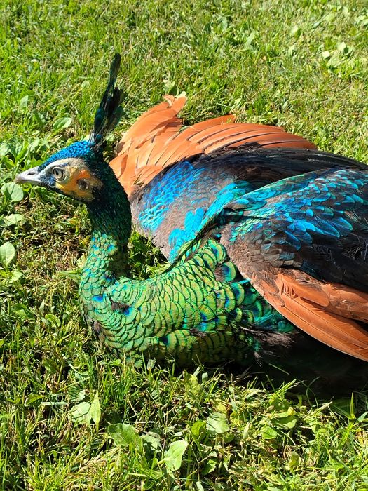 Pavões javas muticos