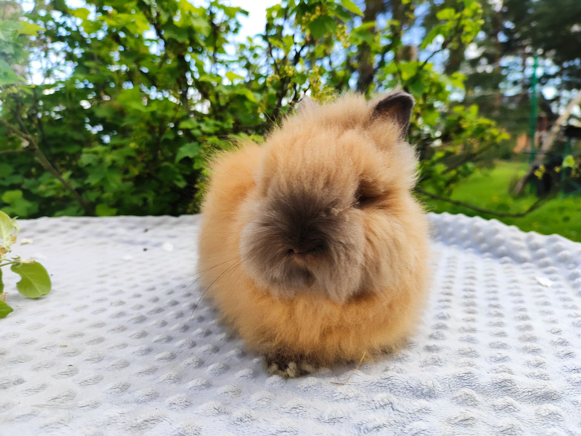 Karzełek teddy rasowy metryka legalna hodowla królik miniaturka