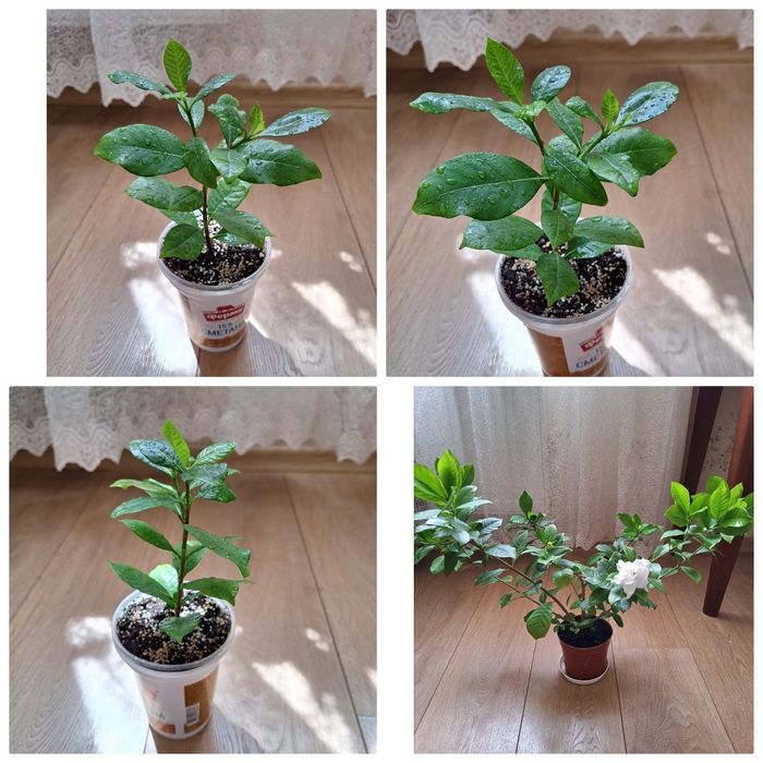 Колеус ,гастерия, сансевиерия , филодендрон