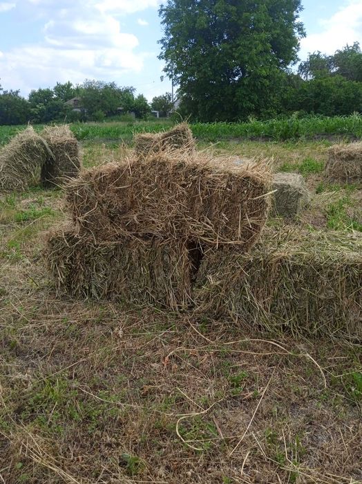 Сіно тюковане сезону 2025