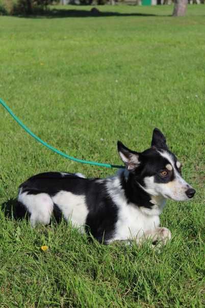 098718 Riko do adopcji