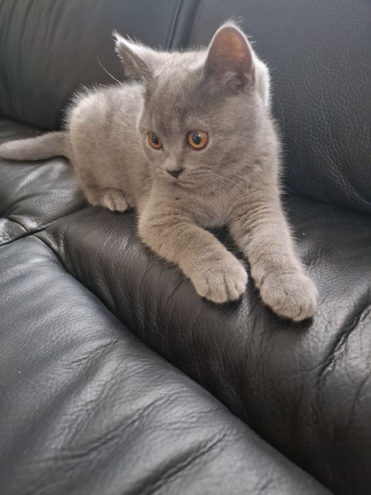 Sprzedam kotki brytyjskie