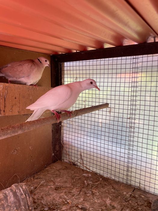 Rolas brancas e cinzentas