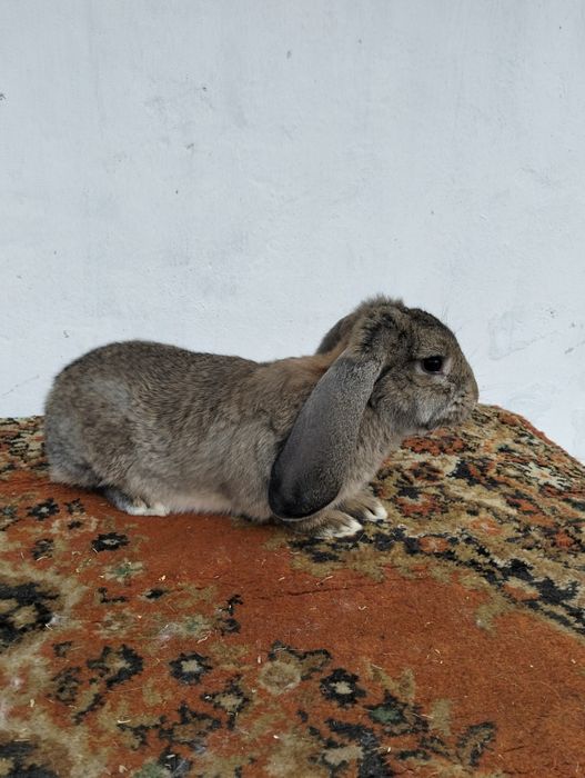 Продам кролі різного віку.