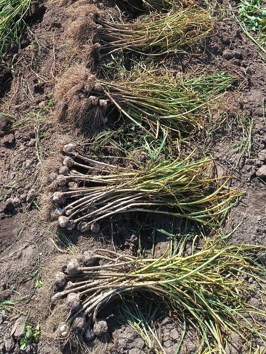 Czosnek Jarus wisoenny od Rolnika uprawiany w ogródku