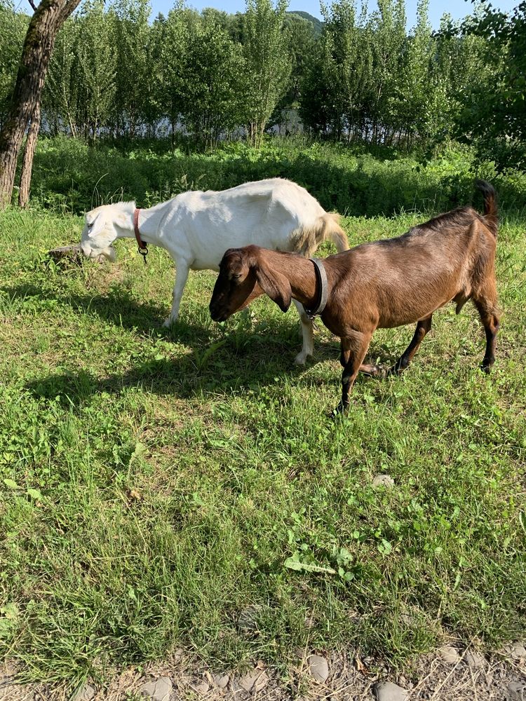 Кози, продам кози, нубійські кози, породисті кози, коза