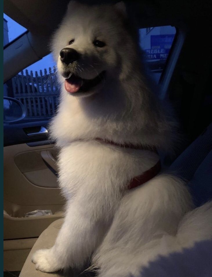 Samoyed / Reproduktor