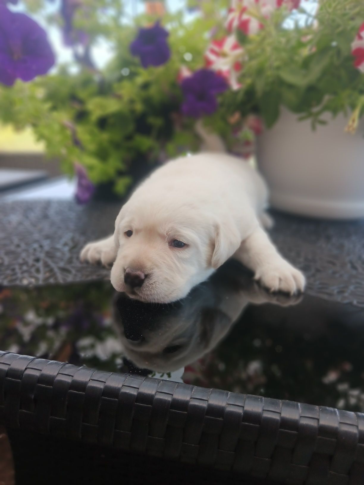 Labrador Retriever szczenie biszkopcik po ojcu z pochodzenia FCI