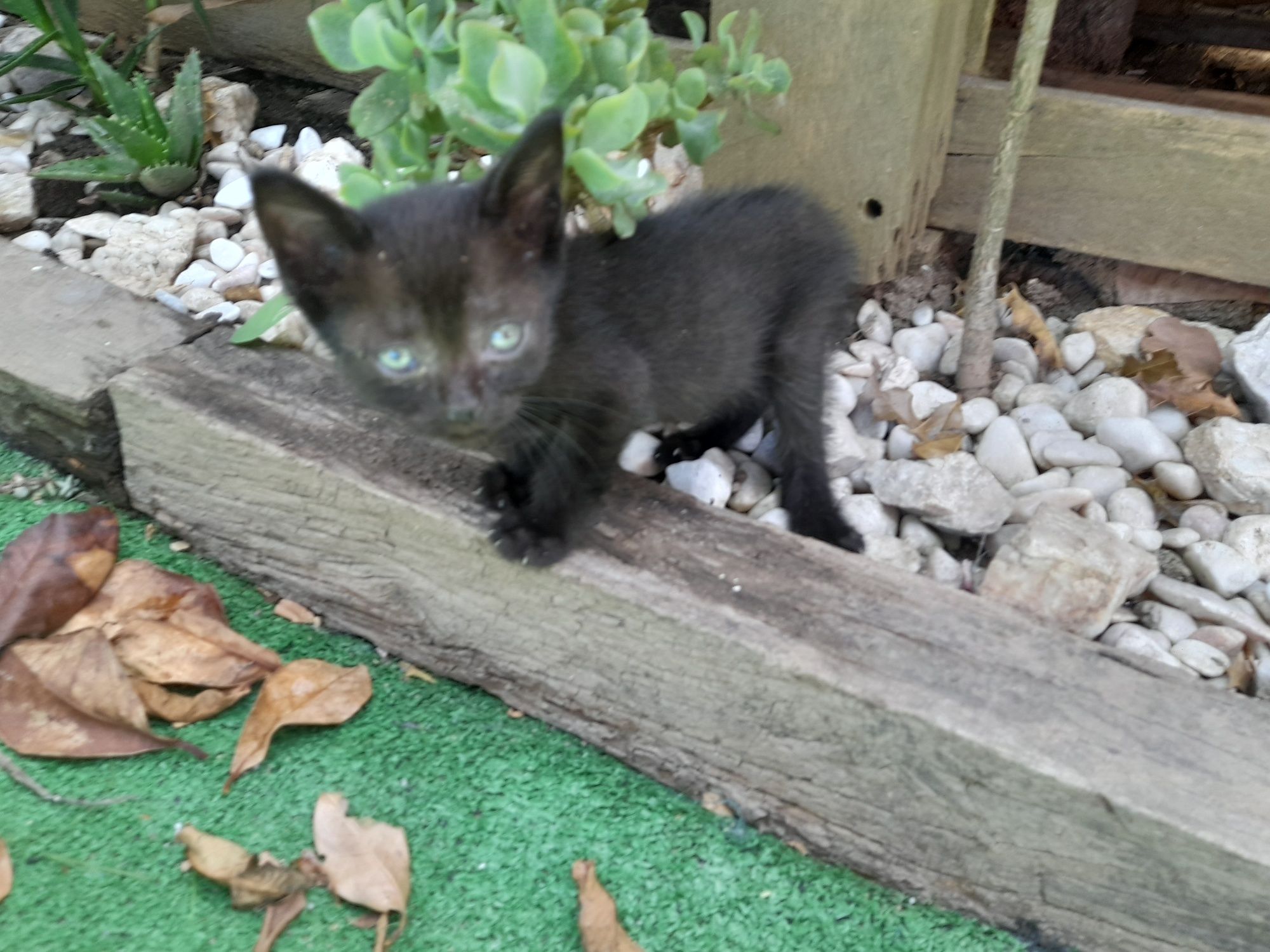 Gatinho para adopção