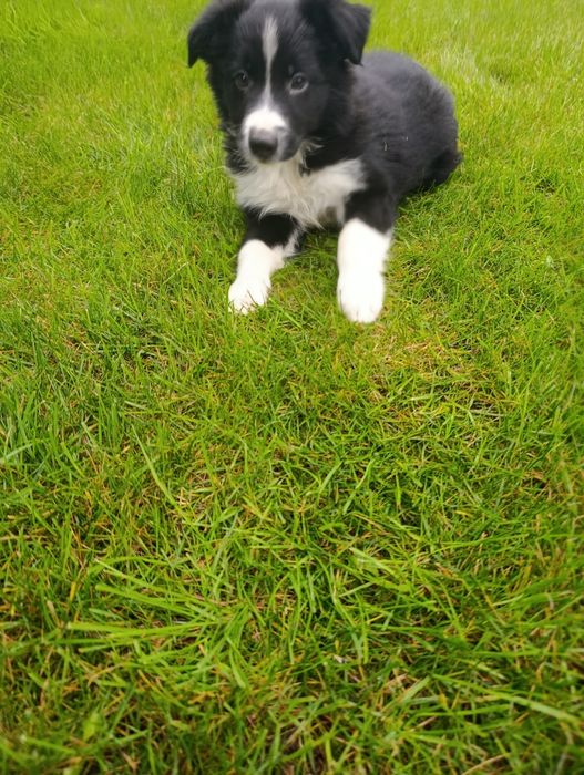 Piesek Border Collie