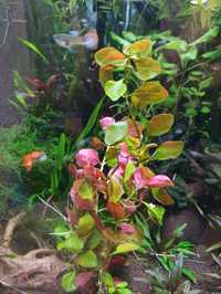 Ludwigia repens ..