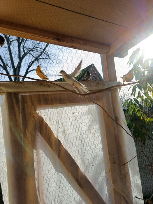 Gołąbki diamentowe