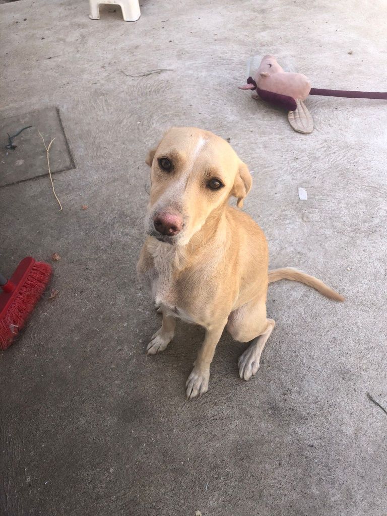 Adotem esta linda cadela