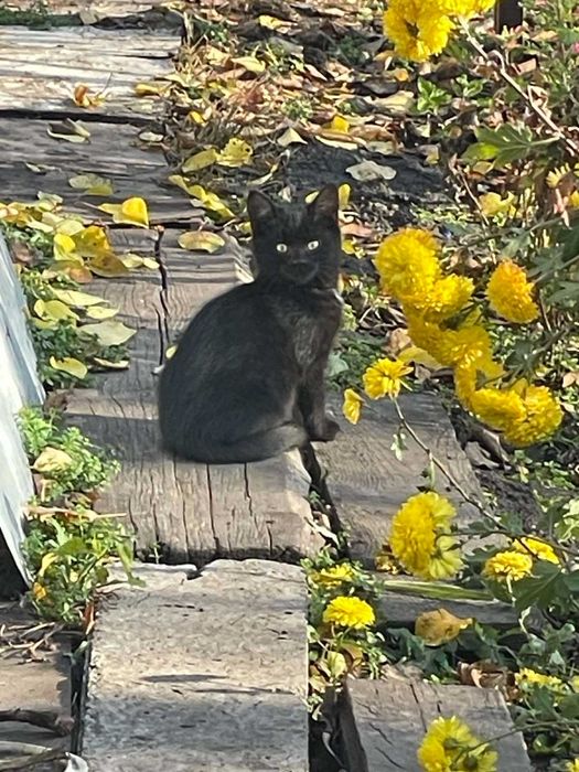 Котенок бесплатно