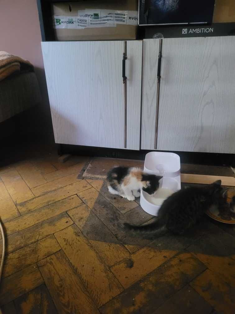 Mała śliczna kotka szuka domu