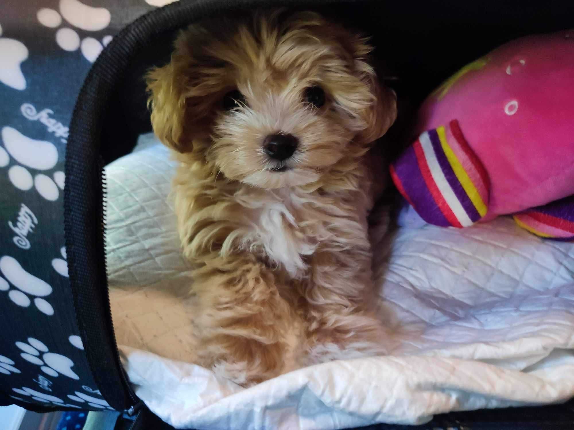 MALTIPOO sunia po rodzicach z 4-pokoleniowym Rodowodem FCI