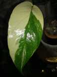 Epipremnum Pinnatum Albo Variegata Thailand Form monstera philodendron