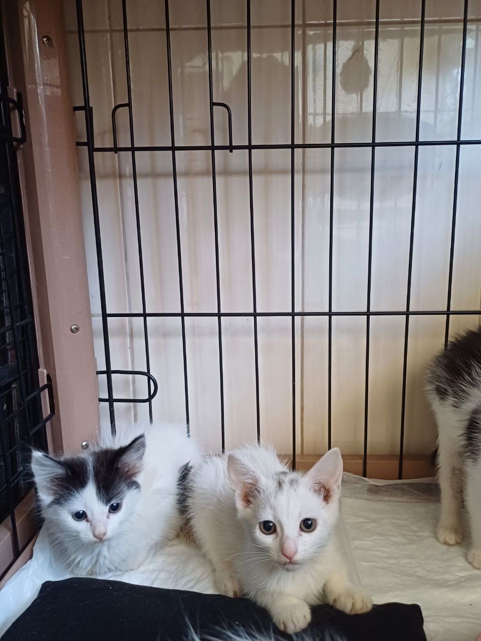 Кошенята безкоштовно
