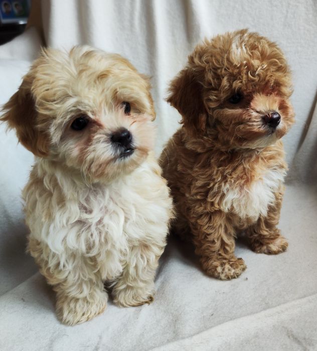 Maltipoo,pudel toy, maltańczyk,suczki xs